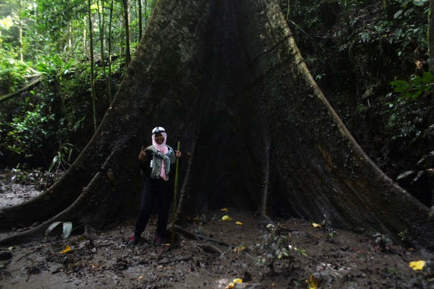 Pepohonan berusia ratusan tahun terpelihara di rimba Aketajawe (1)